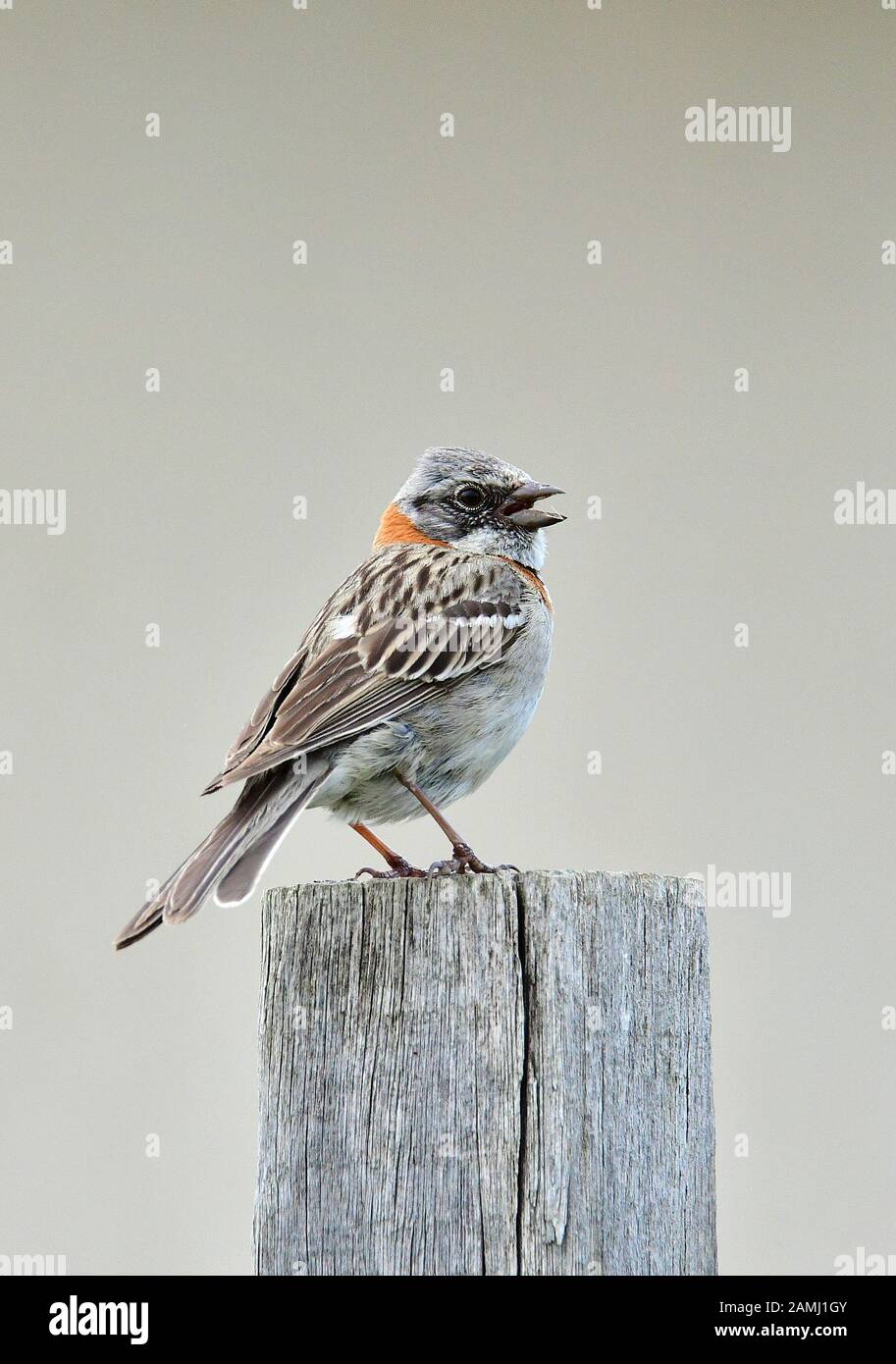 Rufous-acciuffato sparrow, Zonotrichia capensis, Morgenammer, Reserva Laguna Nimez, El Calafate, Santa Cruz Provincia, Argentina, Sud America Foto Stock