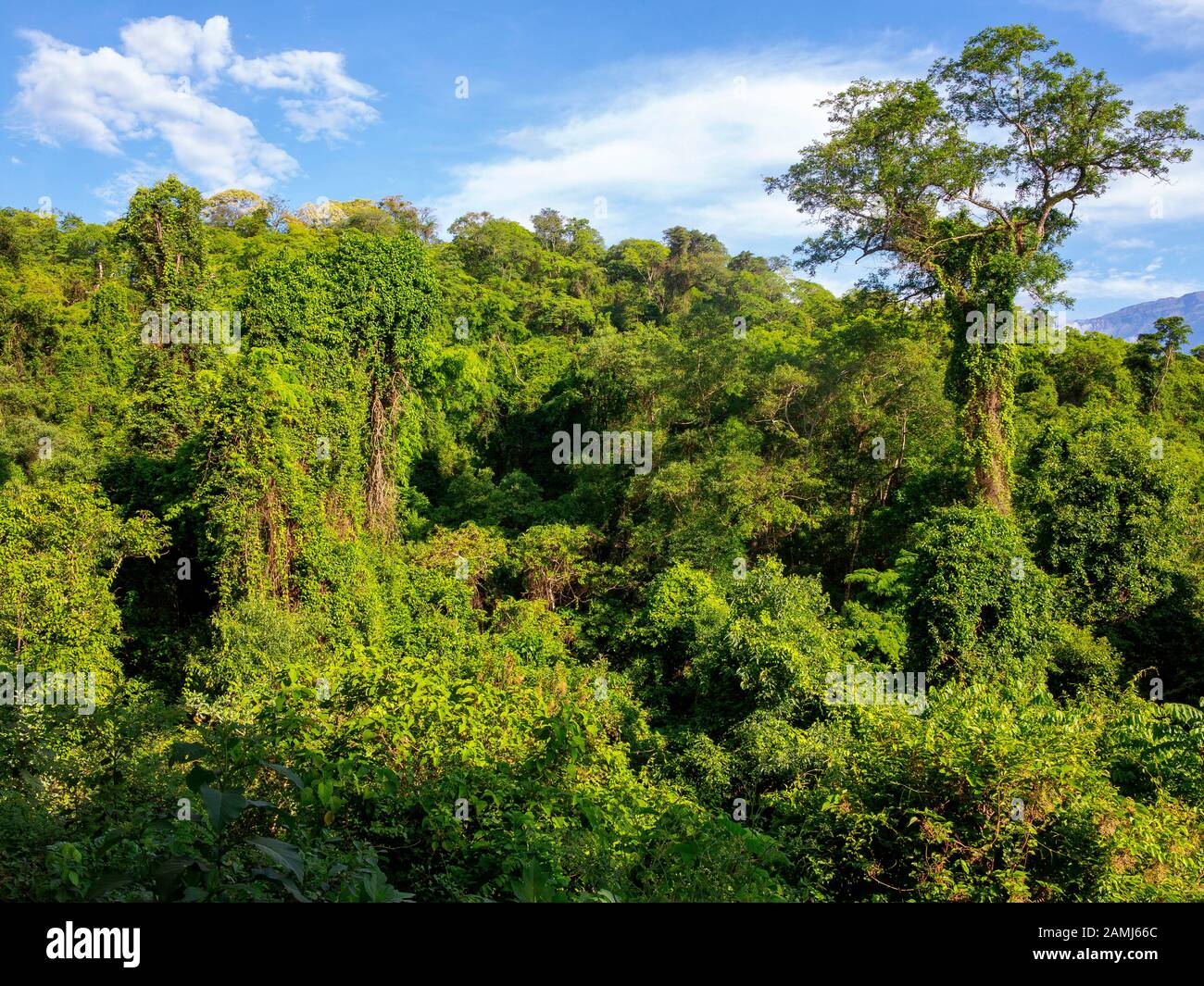 Fitta foresta verde al Parco Nazionale di Calilegua, Jujuy, Argentina Foto Stock