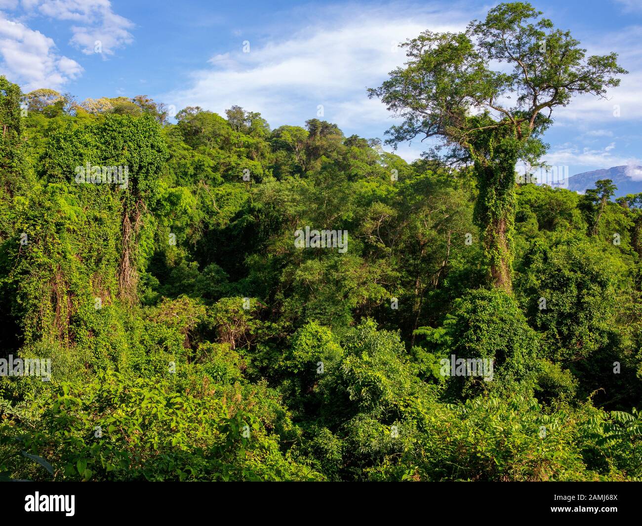 Fitta foresta verde al Parco Nazionale di Calilegua, Jujuy, Argentina Foto Stock