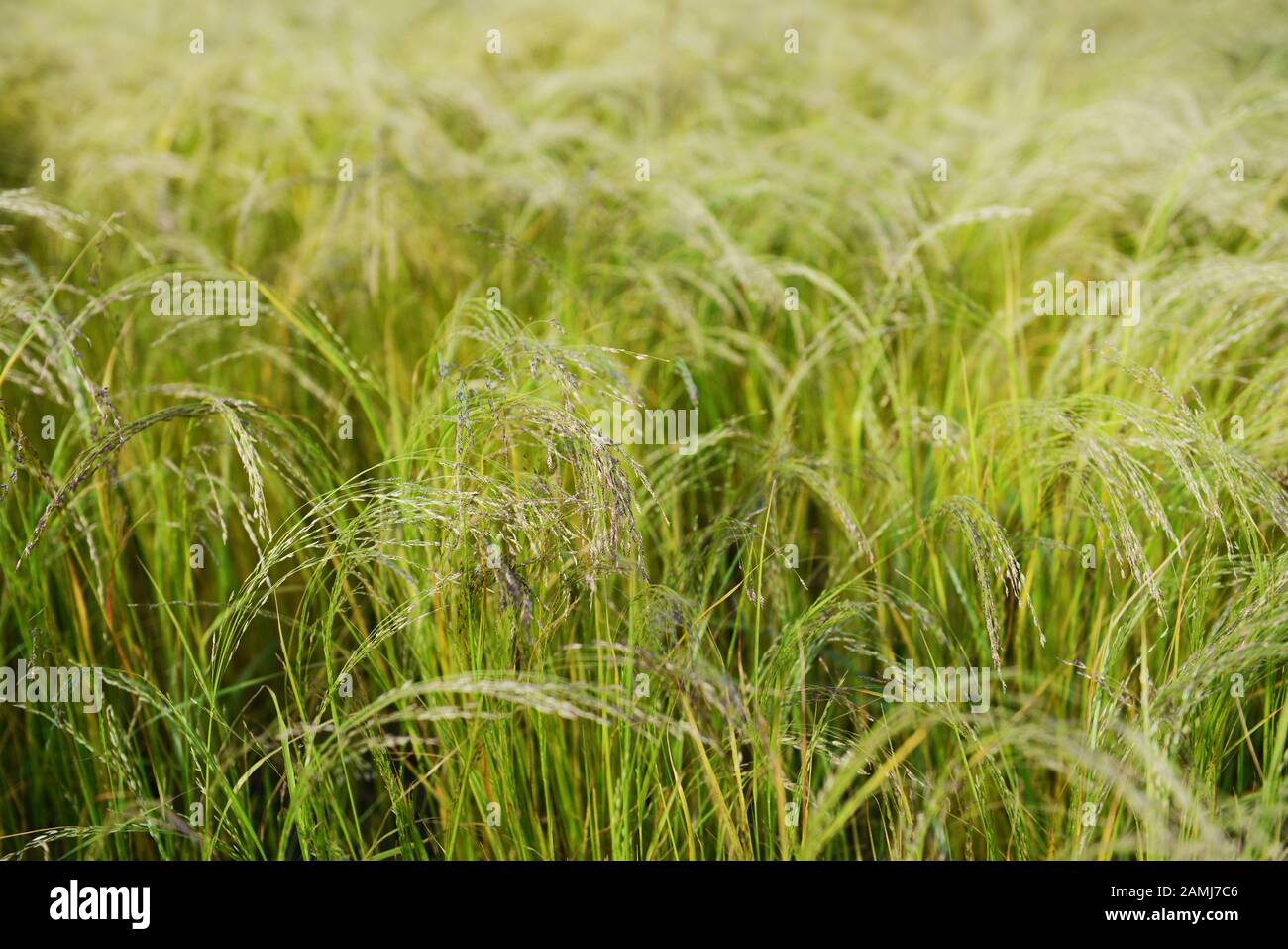 Teff raccolto in Etiopia. Teff è usato per fare Injera- la dieta di base in Etiopia ed Eritrea. Foto Stock