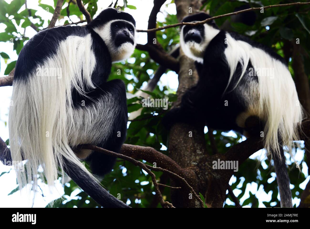 Colobus Monkey nella foresta in Etiopia. Foto Stock