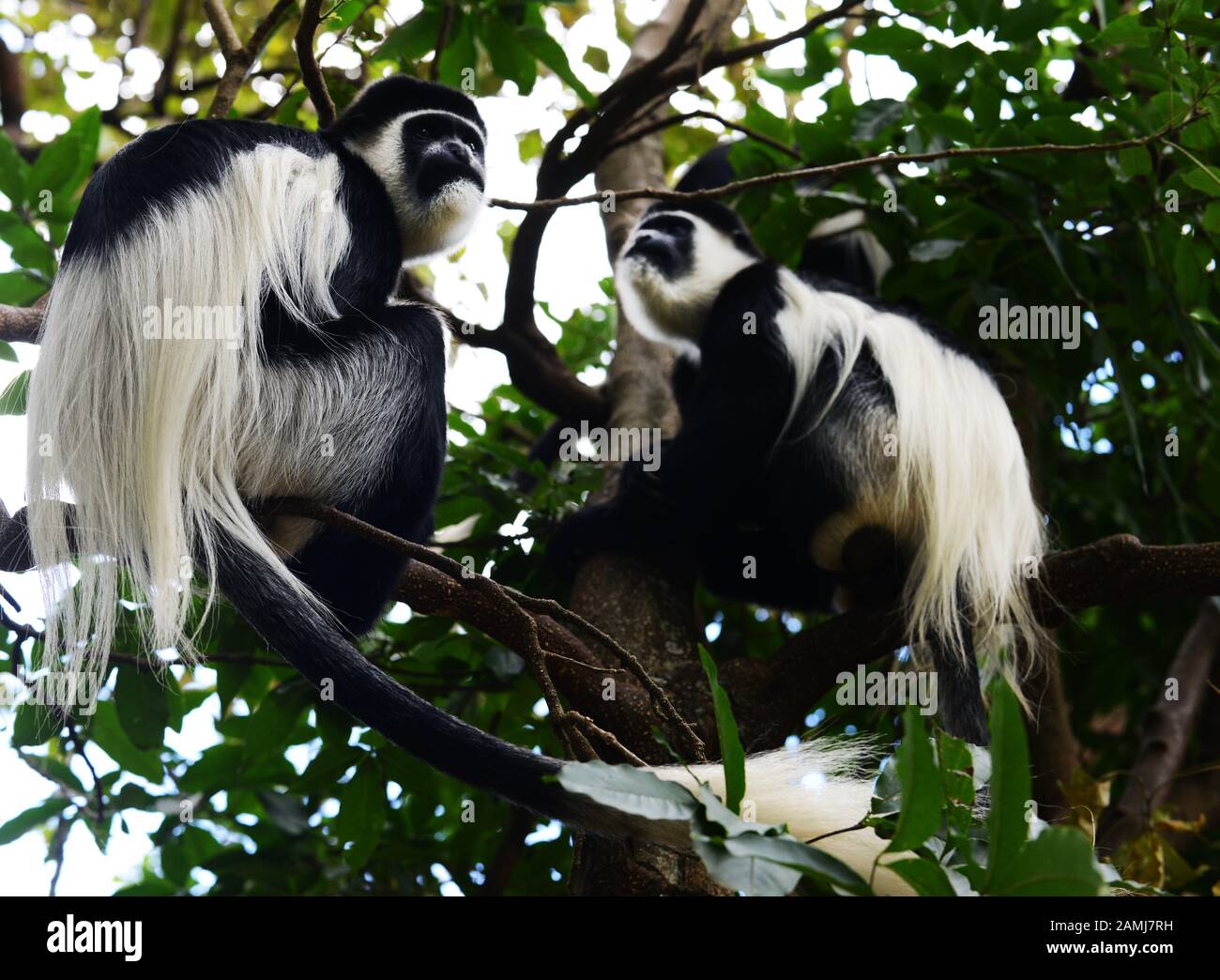 Colobus Monkey nella foresta in Etiopia. Foto Stock