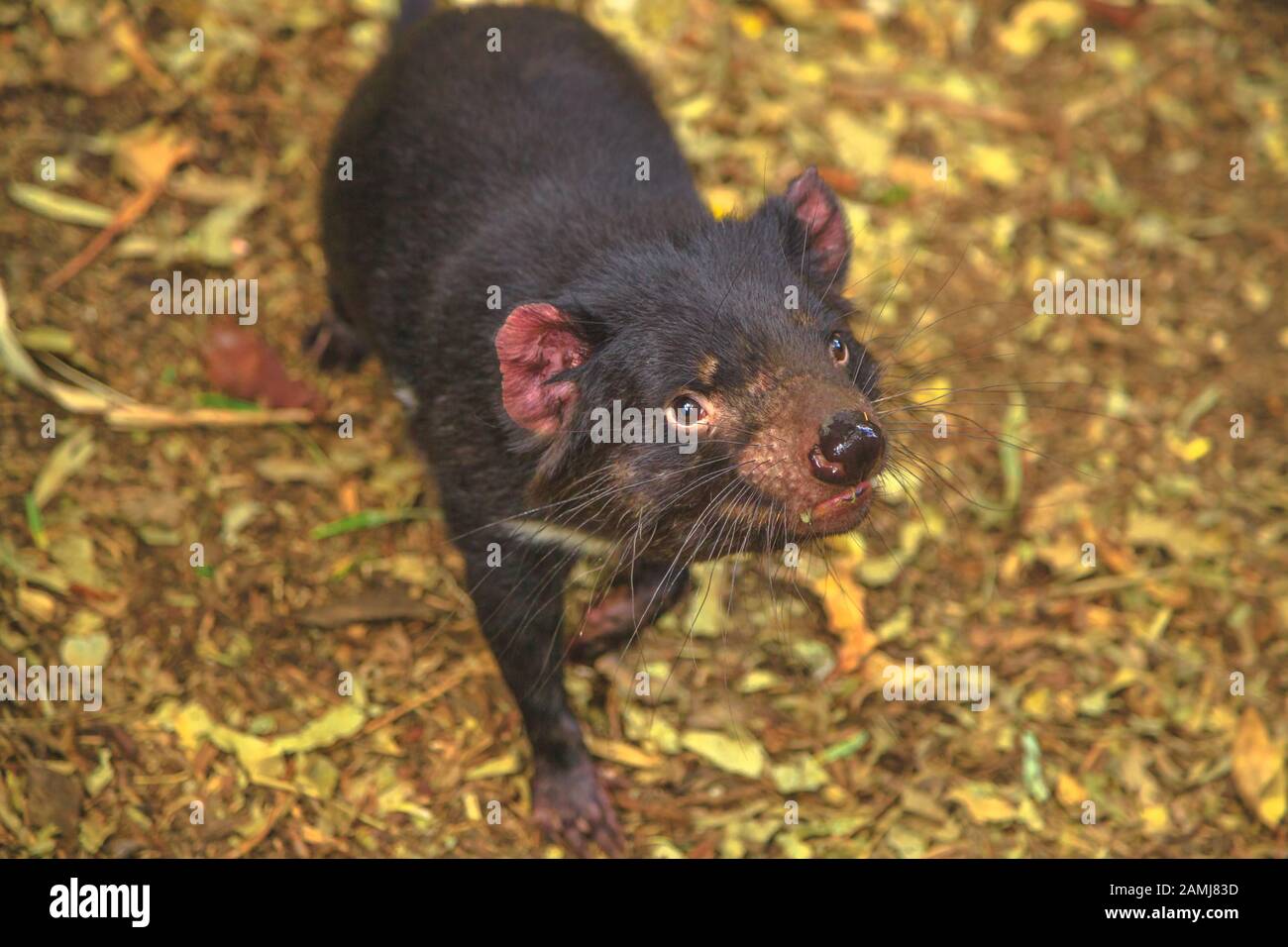Diavolo tasmaniano, Sarcophilus harrisii, in piedi. Il diavolo è un'icona della Tasmania. Riserva Naturale Di Trowunna, Tasmania, Australia. Quando il marsupiale Foto Stock