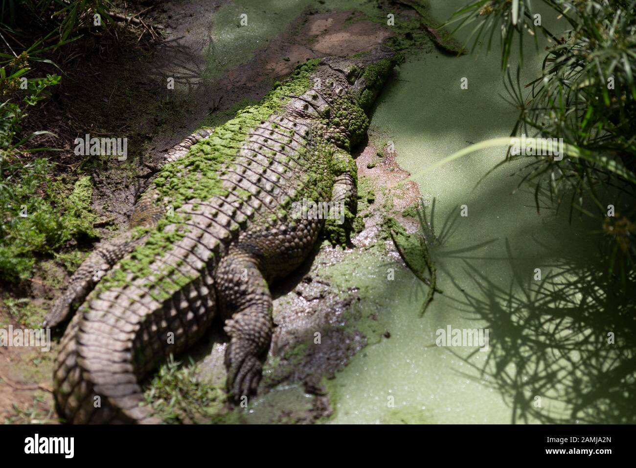 Il coccodrillo attende pazientemente la preda nel Queensland, in Australia Foto Stock