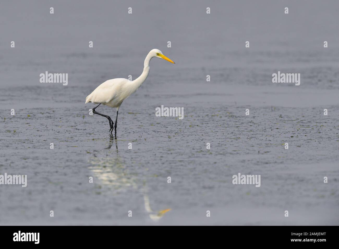 L'egret intermedio, l'egret mediano, l'egret più piccolo, o l'egret giallo-fatturato (Ardea intermedia) è un airone di medie dimensioni. Foto Stock