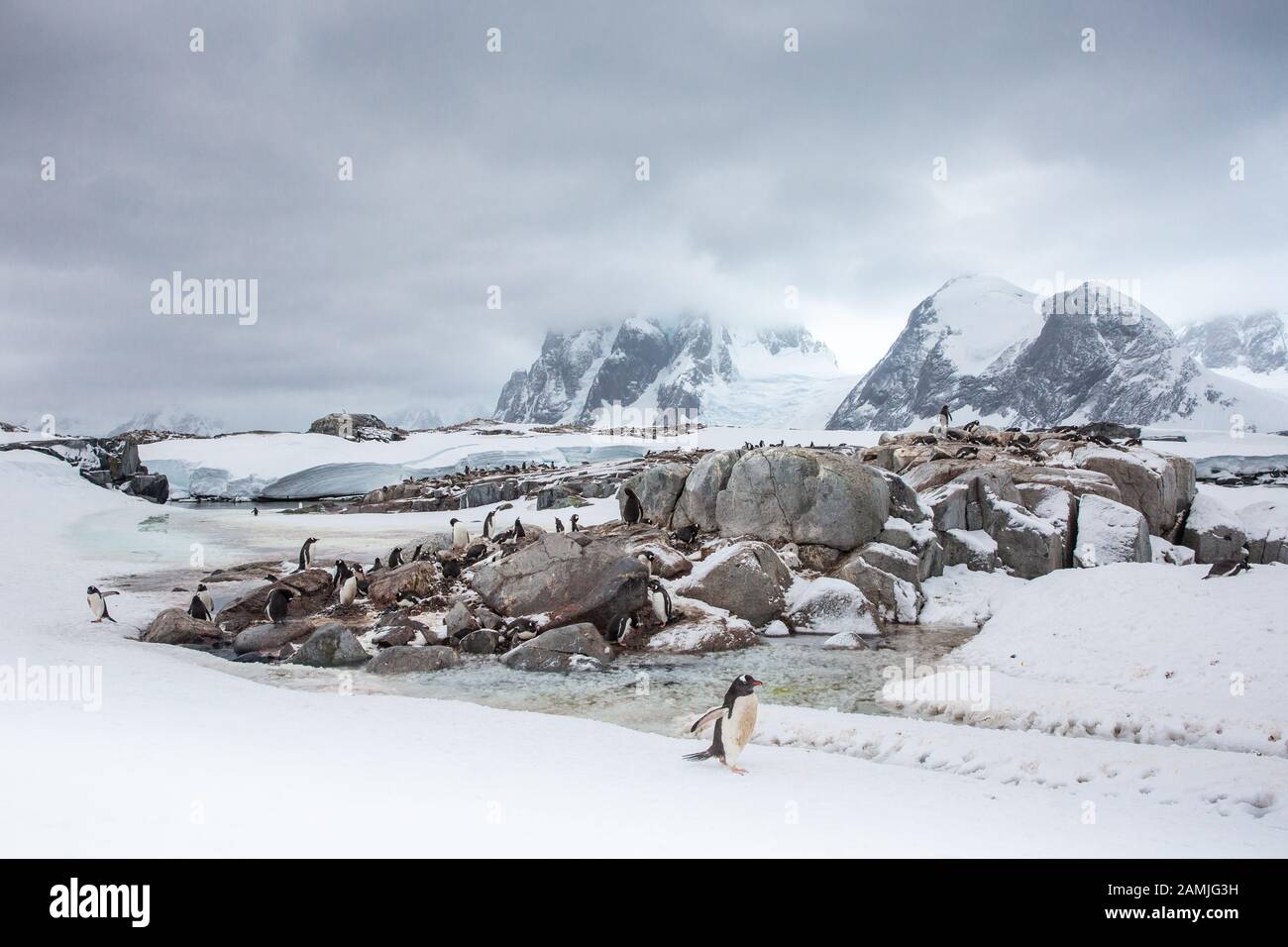 Isola Di Peterman, Penisola Antartica, Antartide Foto Stock