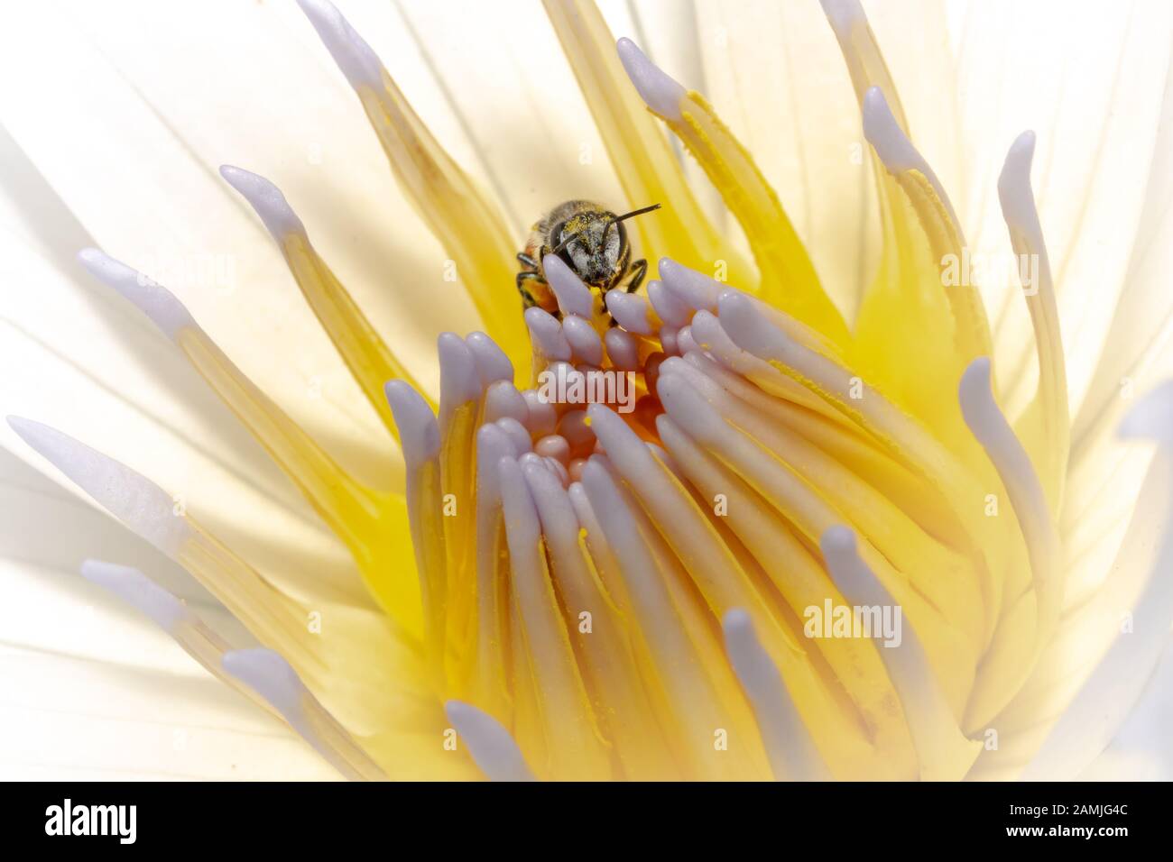 Ape di miele impollinato su un giglio di acqua nella composizione di natura Foto Stock