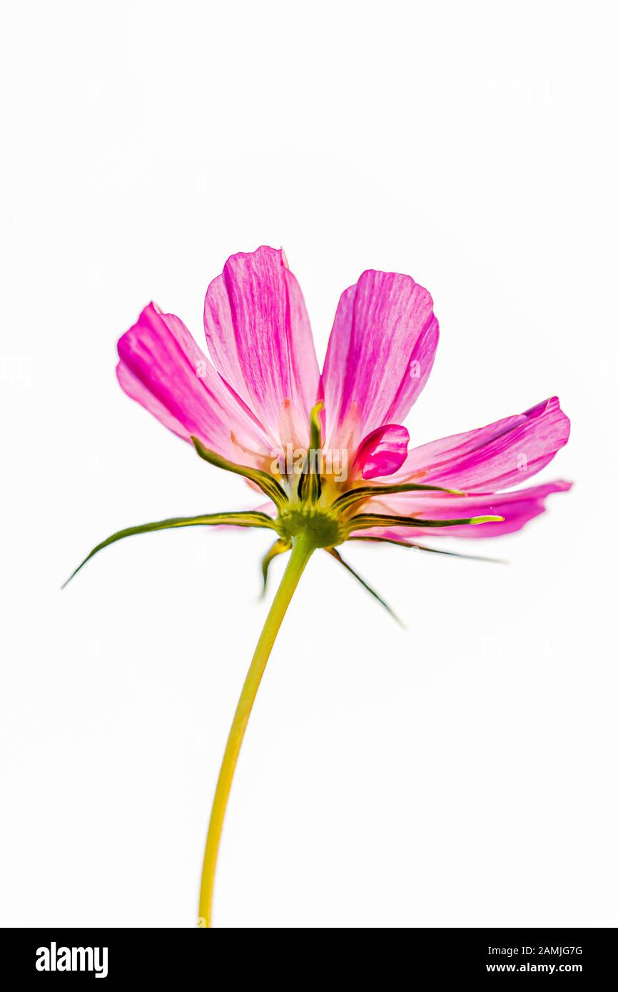 Macro closeup di una fioritura vivido rosa porpora Cosmos bipinnatus giardino Messicano Assaggiatore cosmeta fiori con foglie verdi isolato su bianco Foto Stock