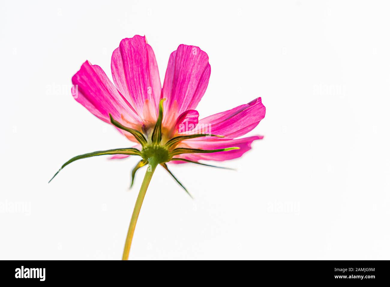 Paesaggio macro closeup di un fiore vivido rosa porpora Cosmos bipinnatus giardino Messicano Assaggiatore cosmeta fiori con foglie verdi isolato su bianco Foto Stock