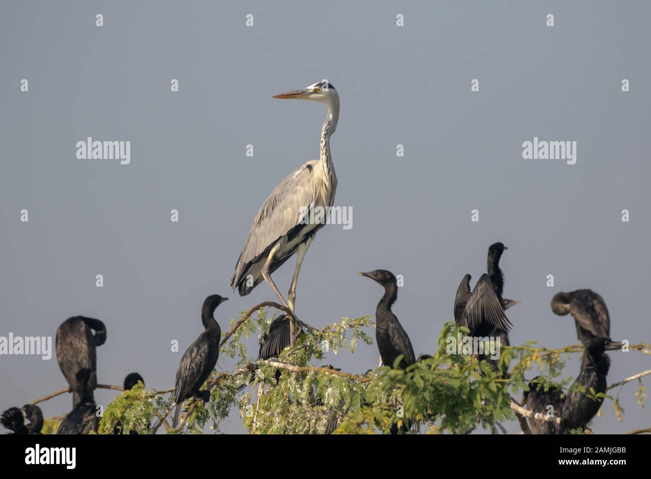 Grande Heron che si erge alto tra molti cormorani su terreni paludosi paludosi Foto Stock