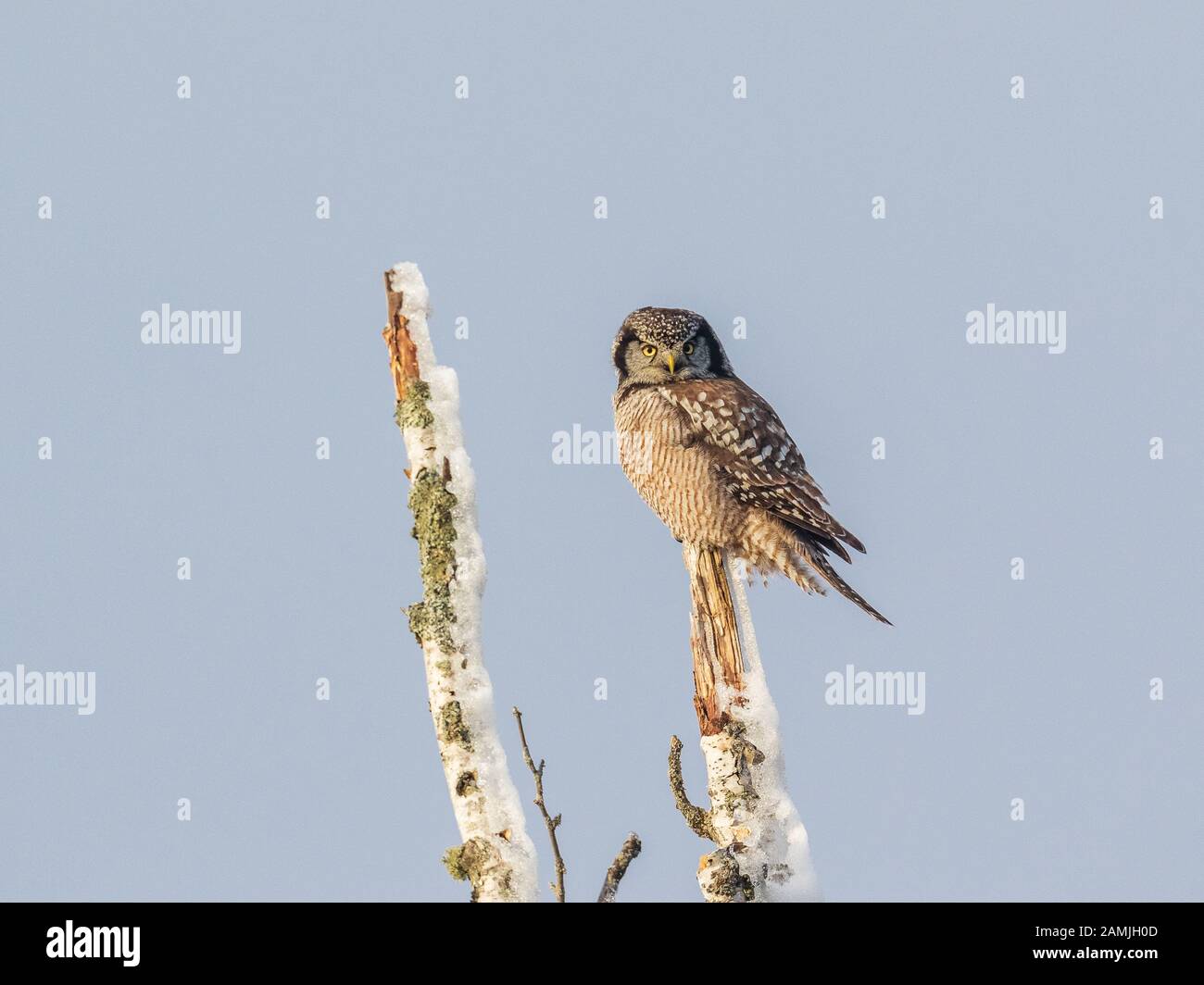 Northern Hawk Owl perching su un albero morto in una soleggiata giornata invernale, Ontario orientale Foto Stock