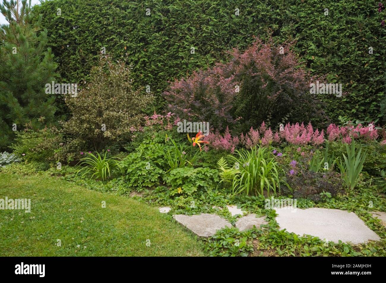 Prato verde erba e sentiero lastricato vicino al confine con fiori Astilbe rosa e Berberis - arbusto di bacche, Pinus - Pino, Thuja occidentalis. Foto Stock