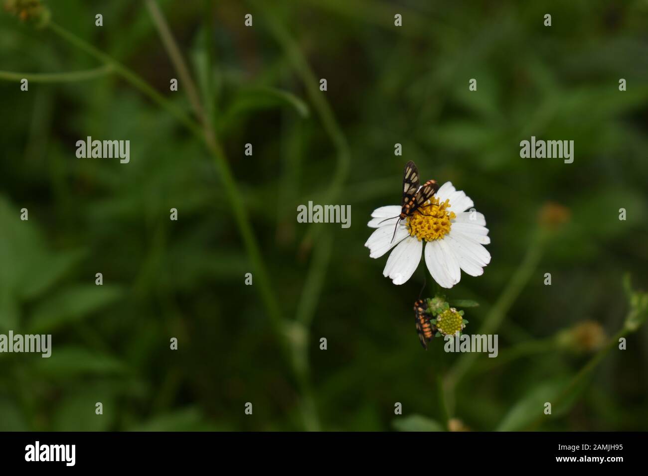 Wasp tarma (amata passalis) arroccato su tridax daisy fiore. Surakarta, Indonesia Foto Stock