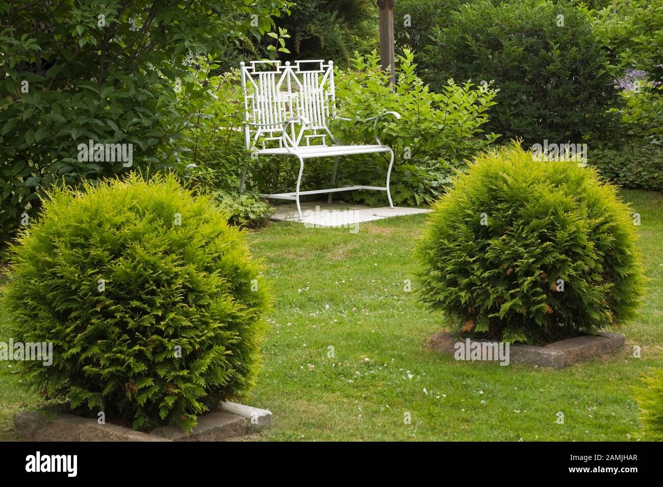Thuja a forma di globo - arbusti di cedro nel mezzo di un prato erboso e bianco dipinto cinese stile ferro battuto in metallo seduta panchina su piastrelle di pavimentazione in cemento. Foto Stock