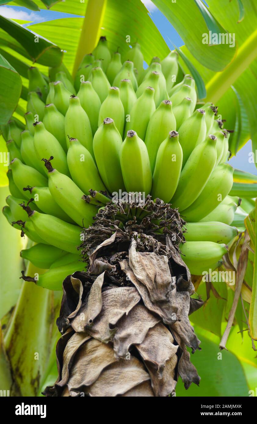Cerca fino a un grande mucchio di Bright Green banane appesi dall'albero. Foto Stock