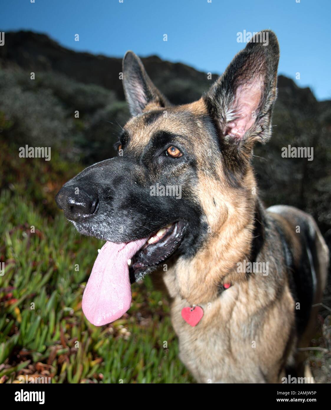 Primo piano di un cane pastore tedesco con una lounge rossa. GDS con colori tradizionali. Foto Stock