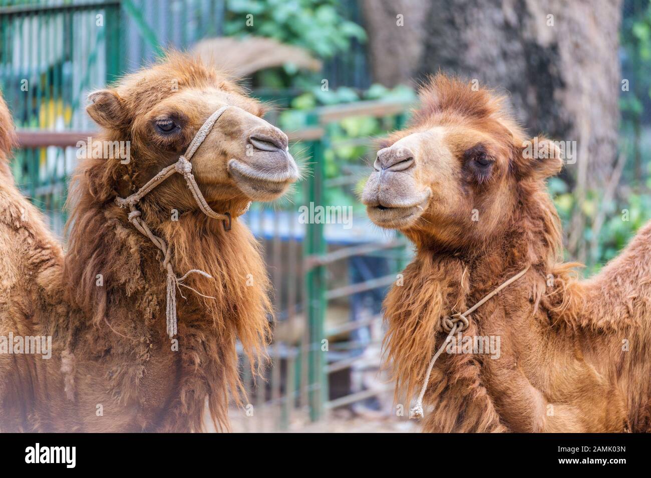 Due cammelli di bactria nello zoo Foto Stock