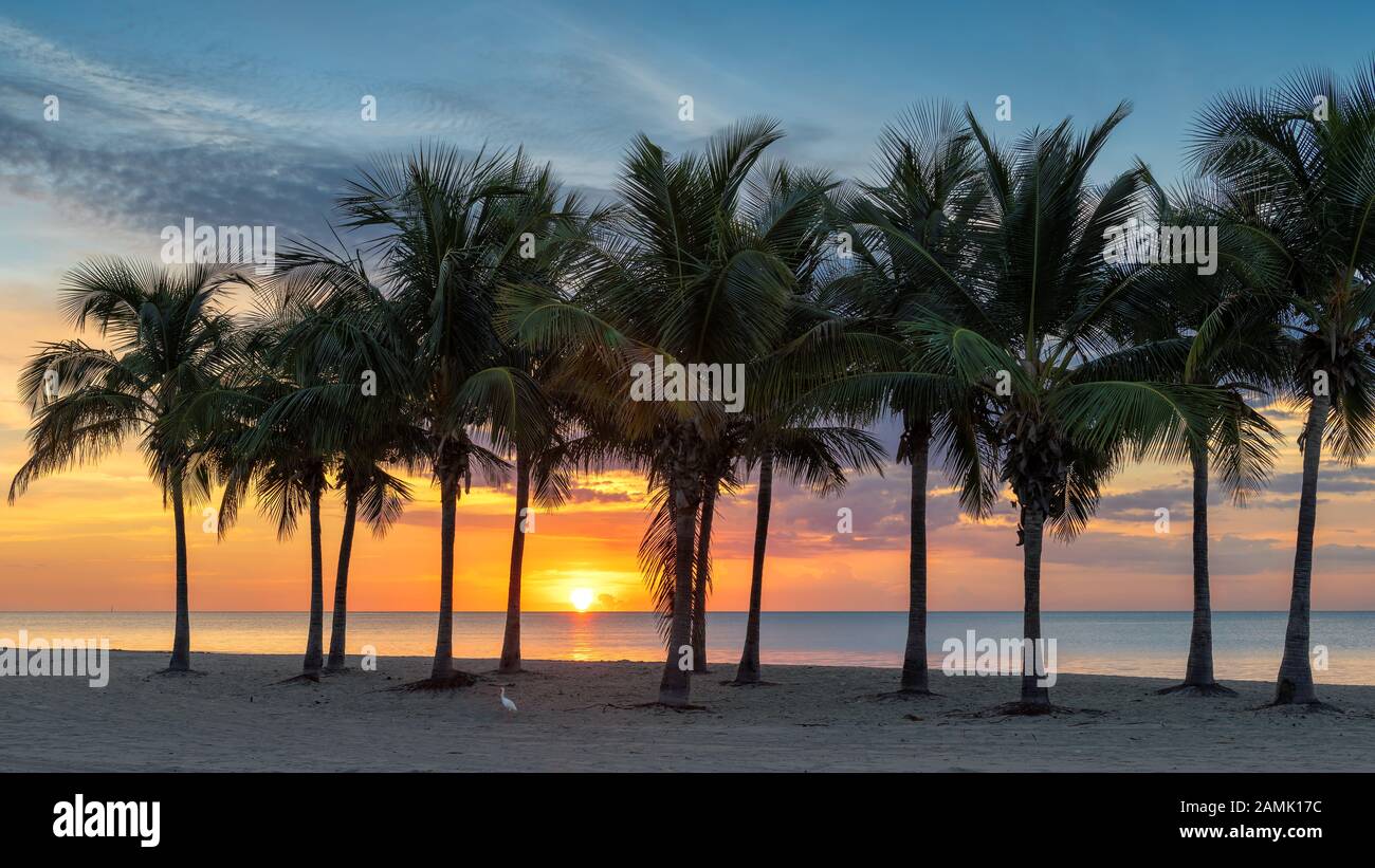 Palme sulla spiaggia di Miami Beach a sunrise, Florida. Foto Stock