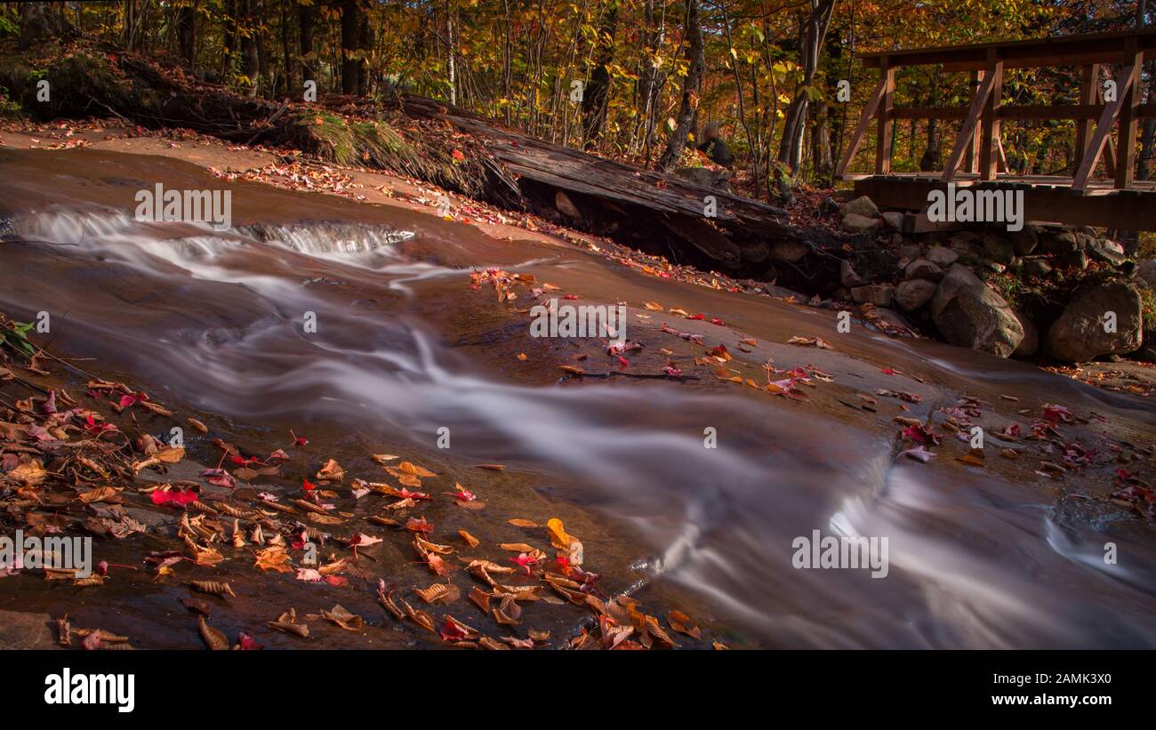 Foglie cadute sparse lungo il ruscello nel Mont Tremblant Canada Foto Stock