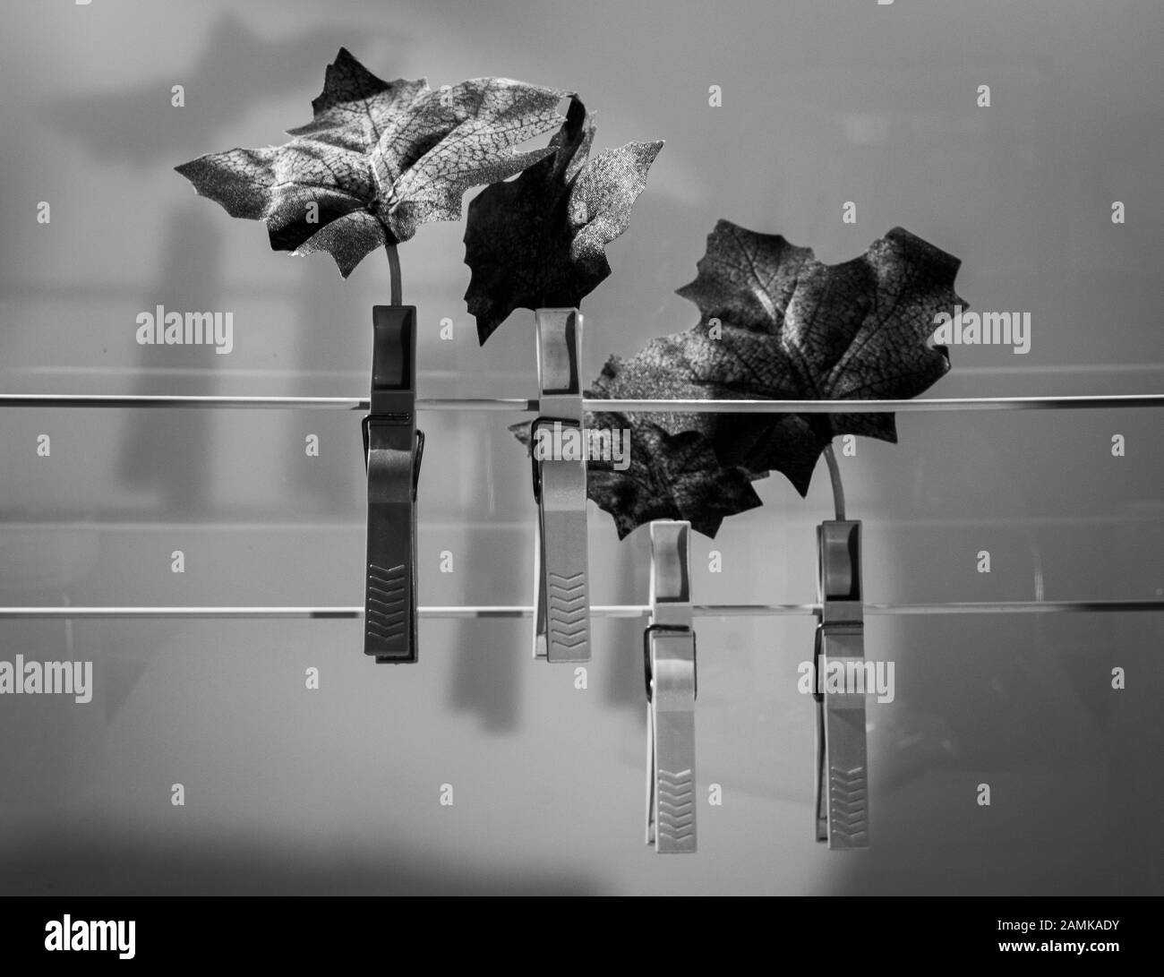 foglie di autunno attaccate a clothespins per asciugare Foto Stock