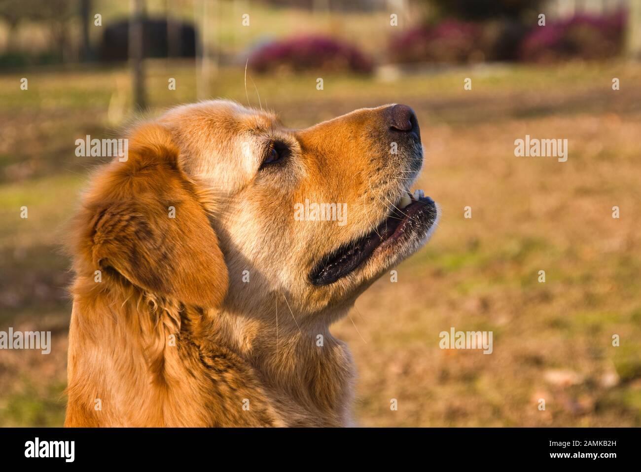 Close-up di un golden fur cane con un aspetto fiero Foto Stock
