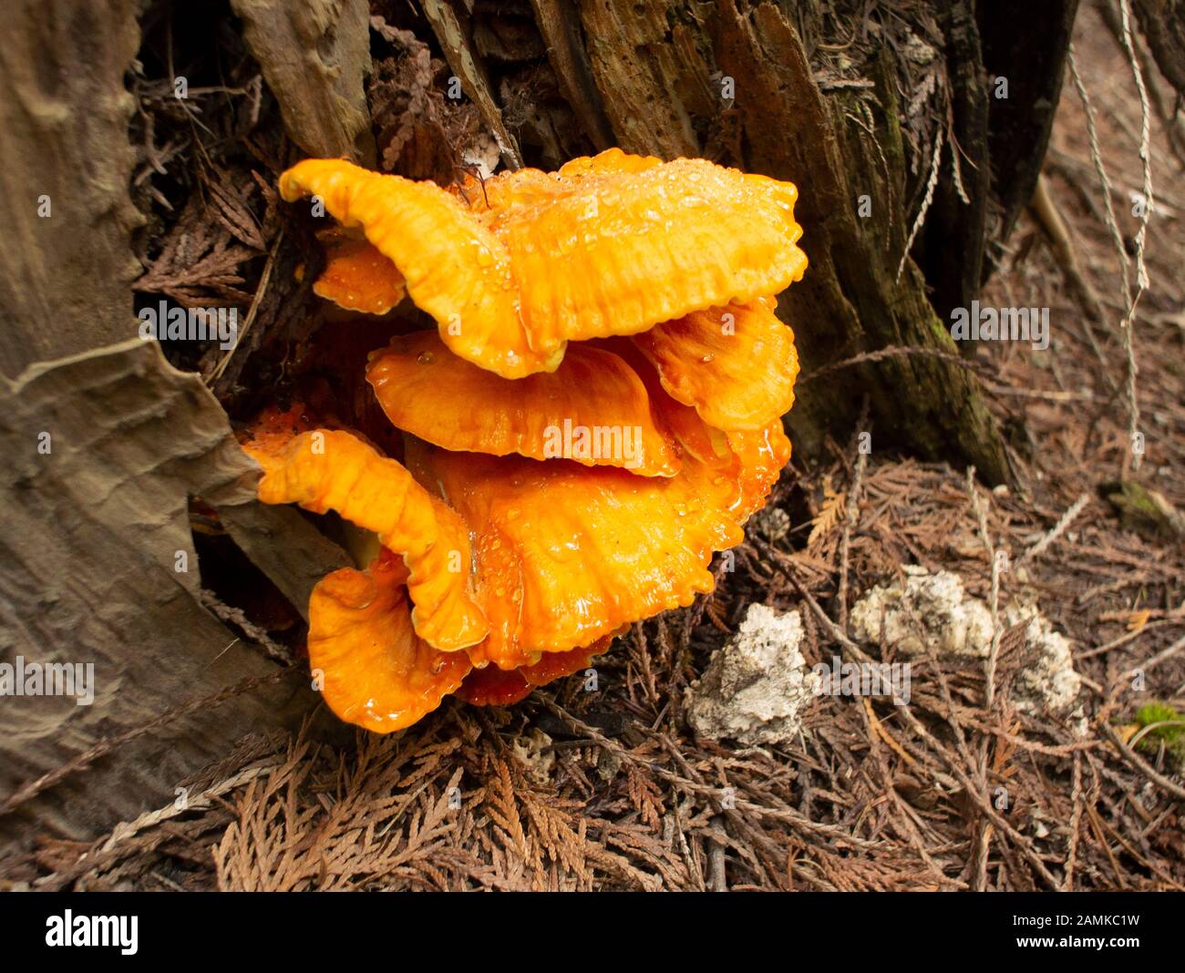 Il fungo di Laetiporus conifericola, che cresce su un moncone, su Eagle View, nella nother Sanders County, Montana, a metà settembre. Laetiporus conife Foto Stock