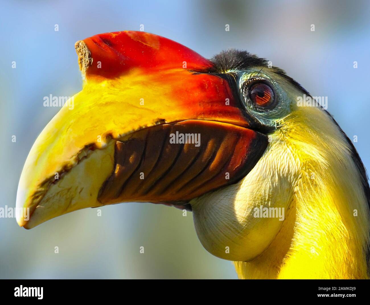 Stropicciata Hornbill Foto Stock