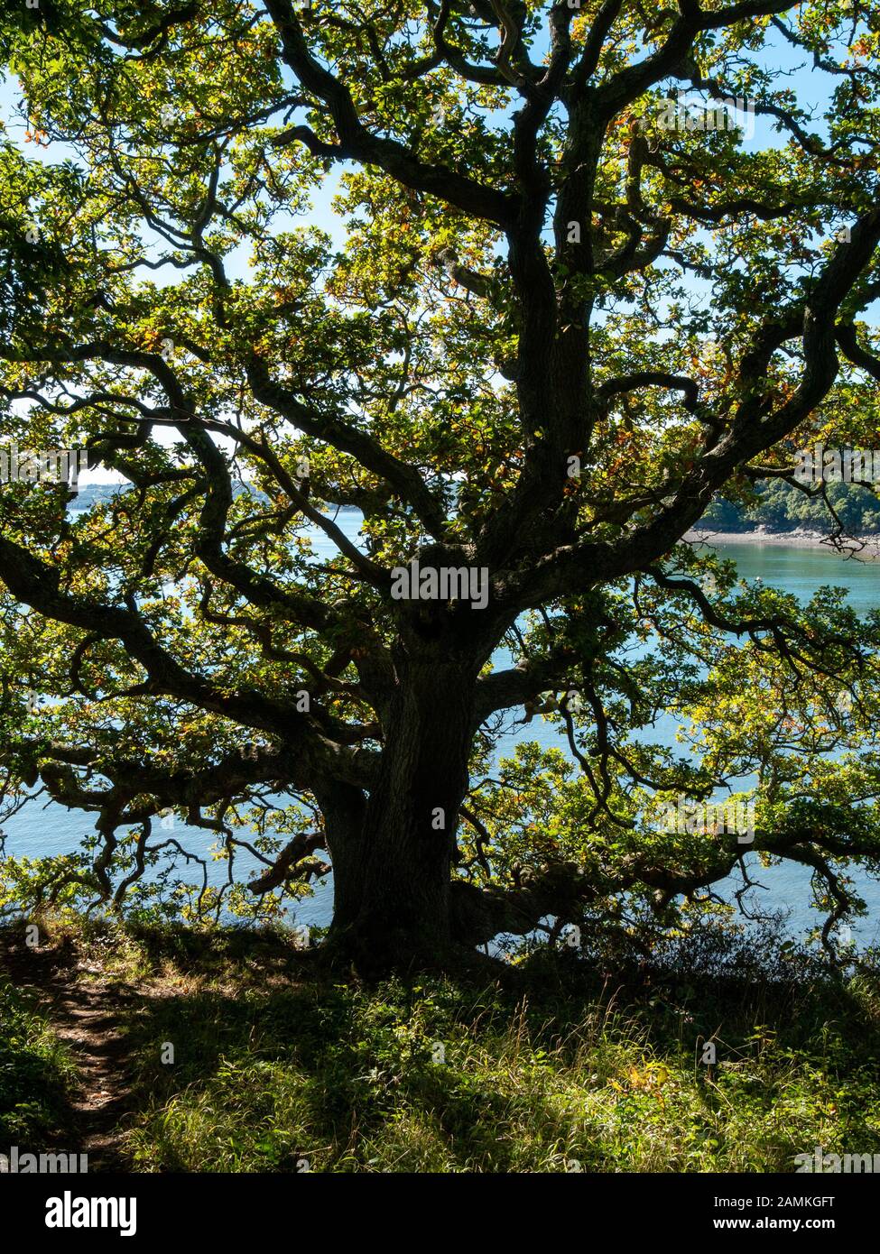 Retroilluminato inglese matura quercia (Quercus robur) con il blu del cielo e le acque del Fal estuario dietro in settembre, Cornwall, Regno Unito Foto Stock