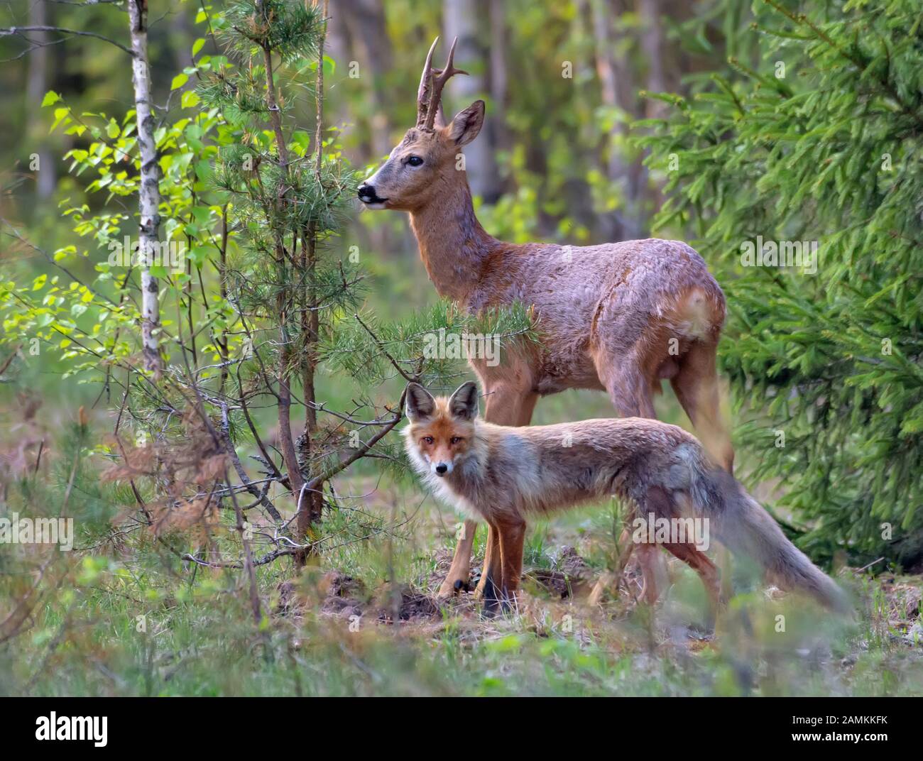 Red Fox e Capriolo camparison dimensione nella foresta - cacciatore e preda insieme Foto Stock