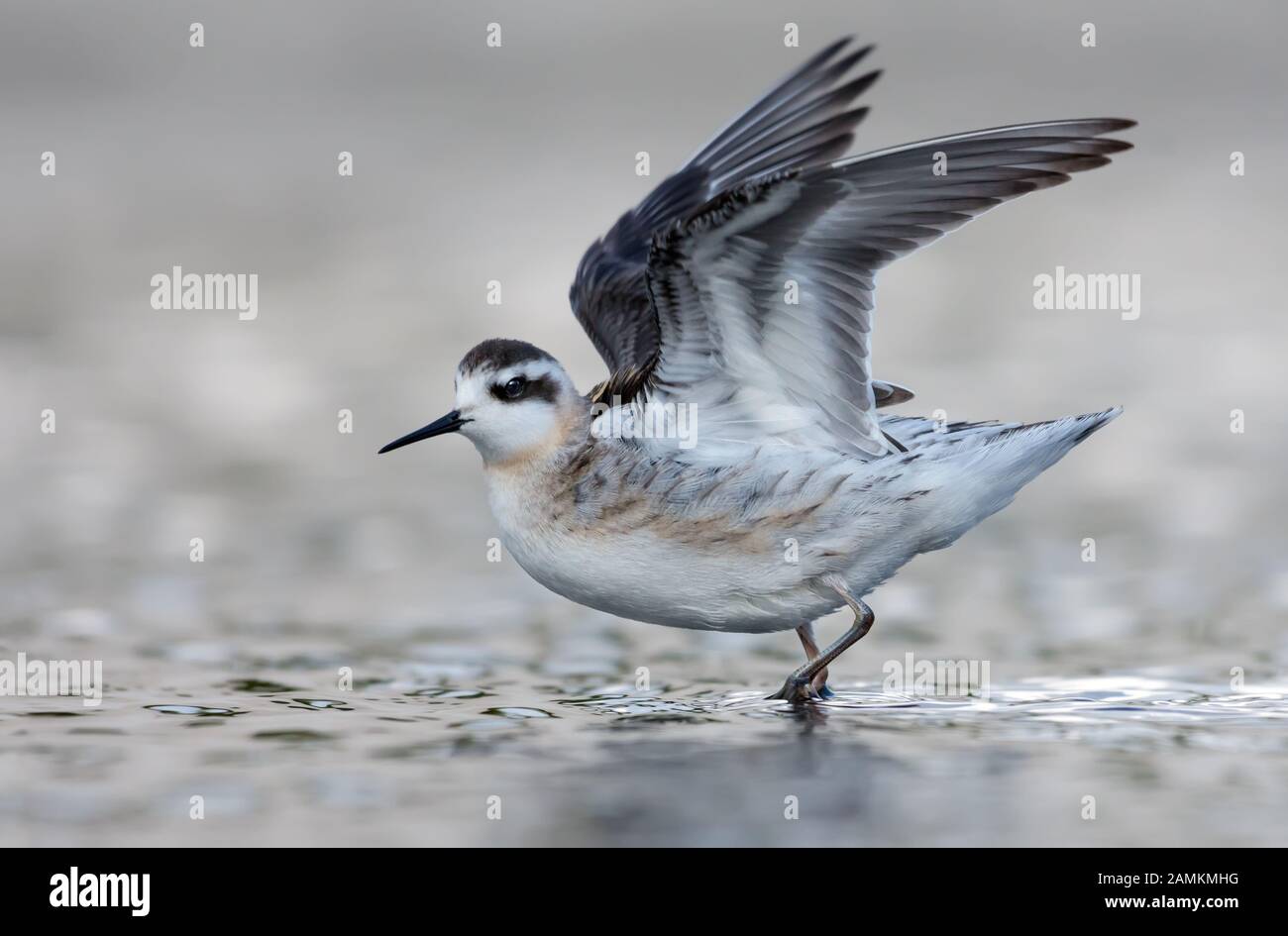 I capretti rosso-phalarope a collo alto vola fuori dalla luce acqua in estate con sollevato e contagiava ali Foto Stock