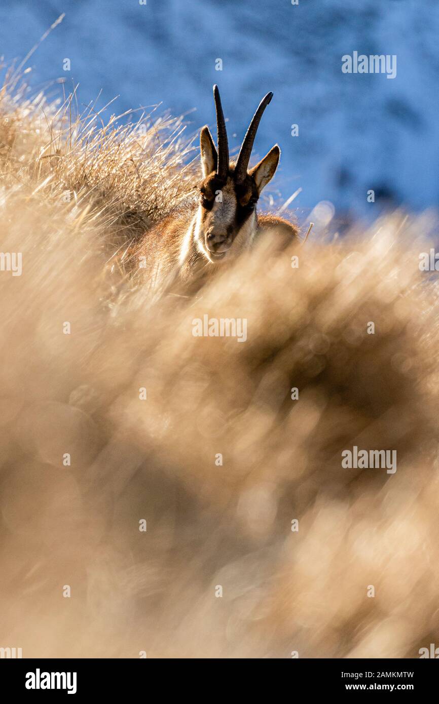 Camoscio d'Abruzzo Foto Stock