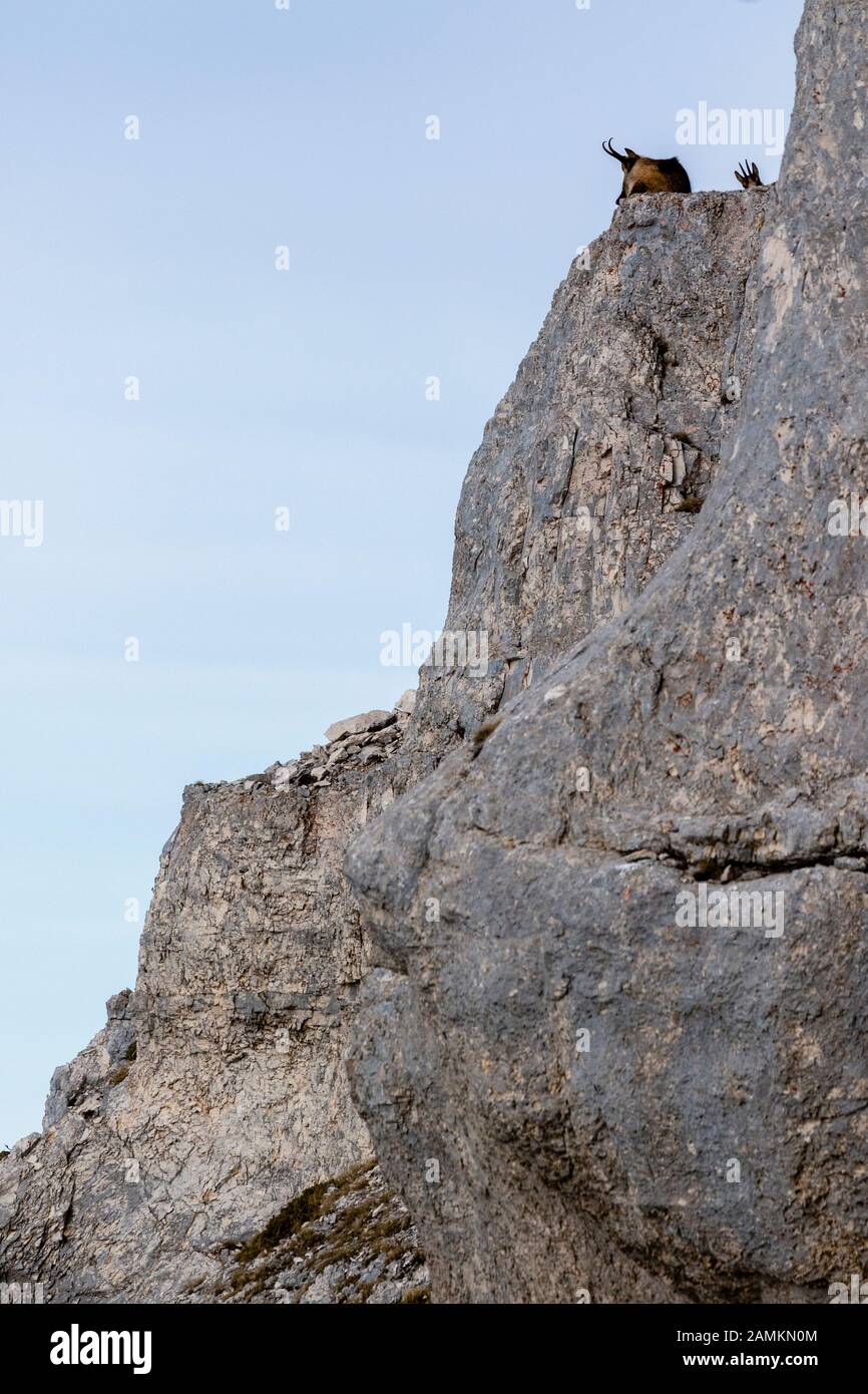 Camoscio d'Abruzzo o Camoscio appenninico Foto Stock