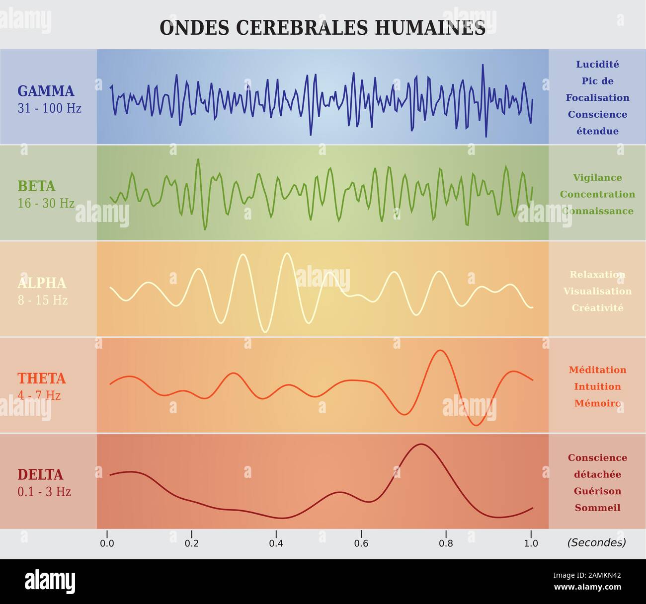 Cervello umano schema onde in cinque colori con spiegazioni - Lingua Francese Illustrazione Vettoriale
