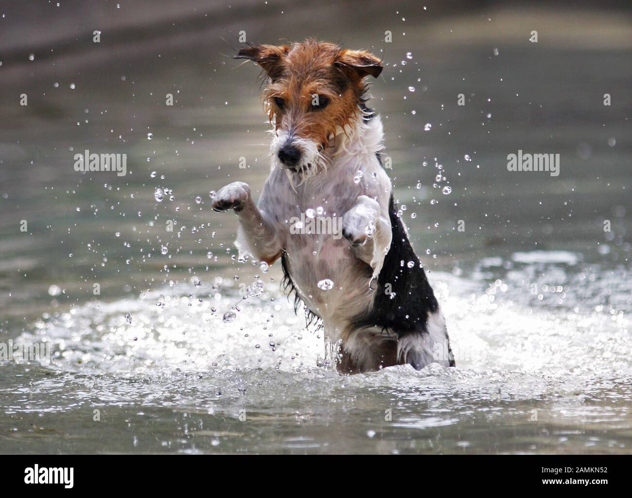 Estate 2009: Il cane Lulu bagna nella fontana di Bordeauxplatz, nel quartiere di Monaco di Haidhausen. [traduzione automatizzata] Foto Stock