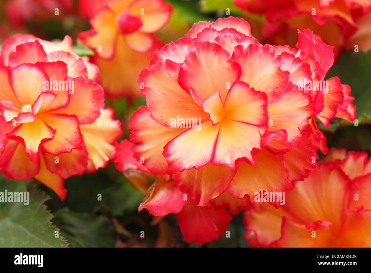 Ruffled doppie fioriture di Begonia 'Sunburst ajestic' in estate. REGNO UNITO Foto Stock