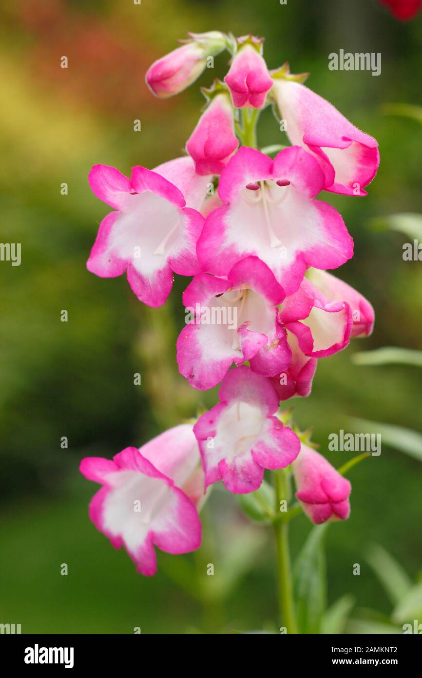 Penstemon 'Pensham 'Lauraa' in piena fioritura a fine estate. REGNO UNITO Foto Stock