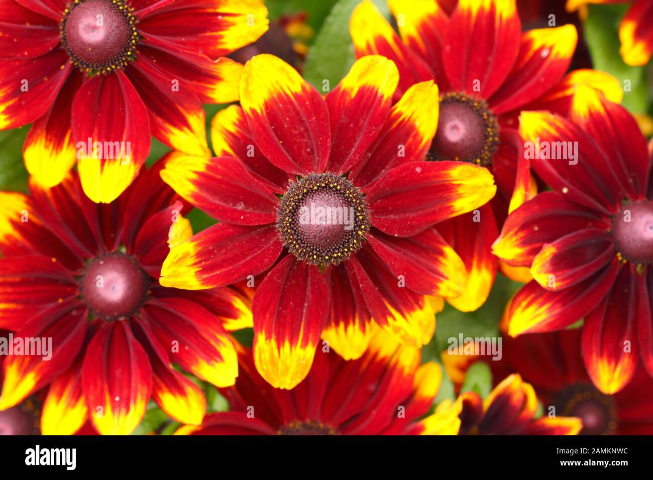 Rudbeckia hirta Toto rustico, con fiori semidiruocali in fiabe di fine estate al confine con il giardino. REGNO UNITO Foto Stock