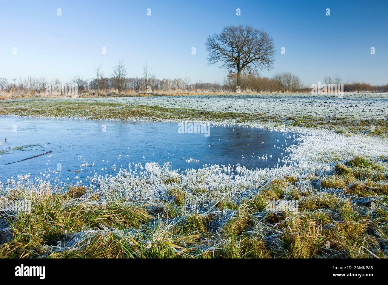 Acqua ghiacciata e prato erboso, albero solitario e cielo blu a Nowiny, Polonia Foto Stock