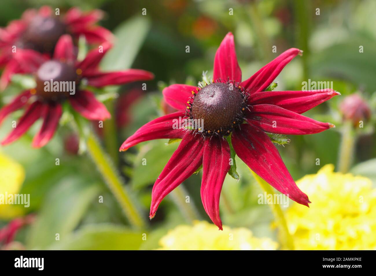 Rdubeckia hirta 'Cherry Brandy', un profondo coneflower cremisi, in un giardino di fine estate. REGNO UNITO Foto Stock