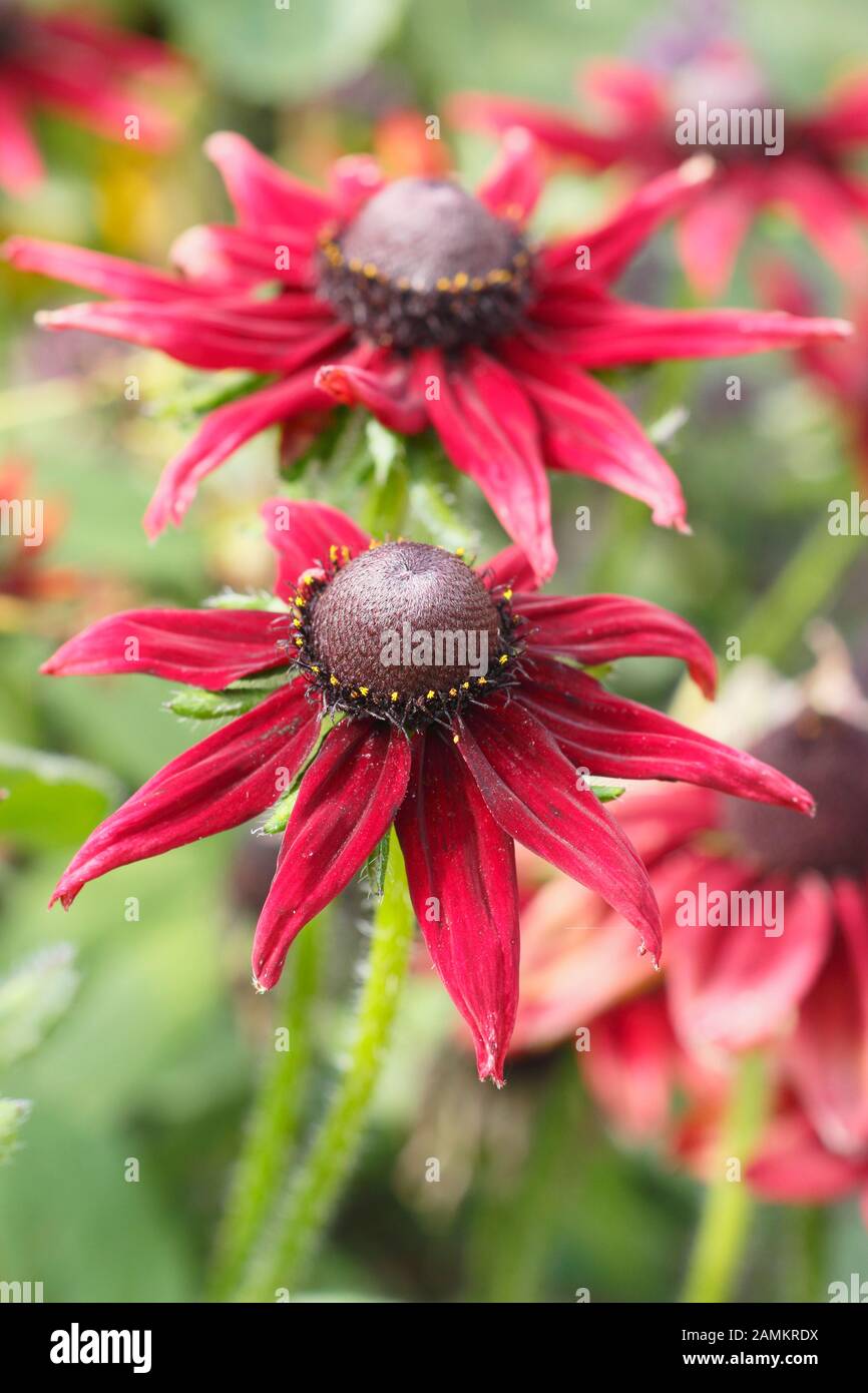Rdubeckia hirta 'Cherry Brandy', un profondo coneflower cremisi, in un giardino di fine estate. REGNO UNITO Foto Stock