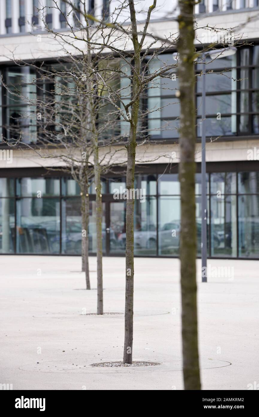 Alberi malati a Klaus-Mann-Platz, nell'Arnulfpark di Monaco. [traduzione automatizzata] Foto Stock