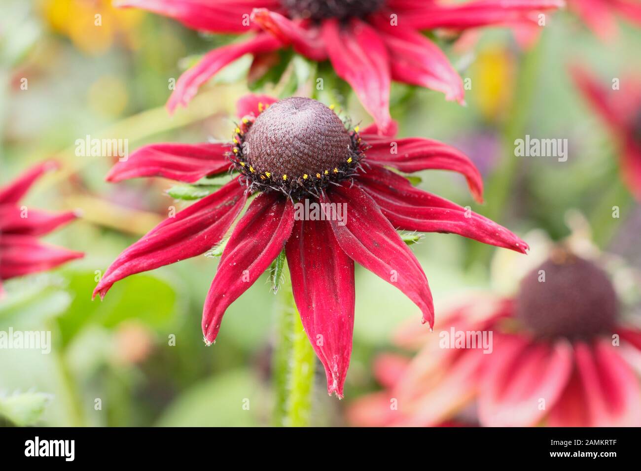 Rdubeckia hirta 'Cherry Brandy', un profondo coneflower cremisi, in un giardino di fine estate. REGNO UNITO Foto Stock