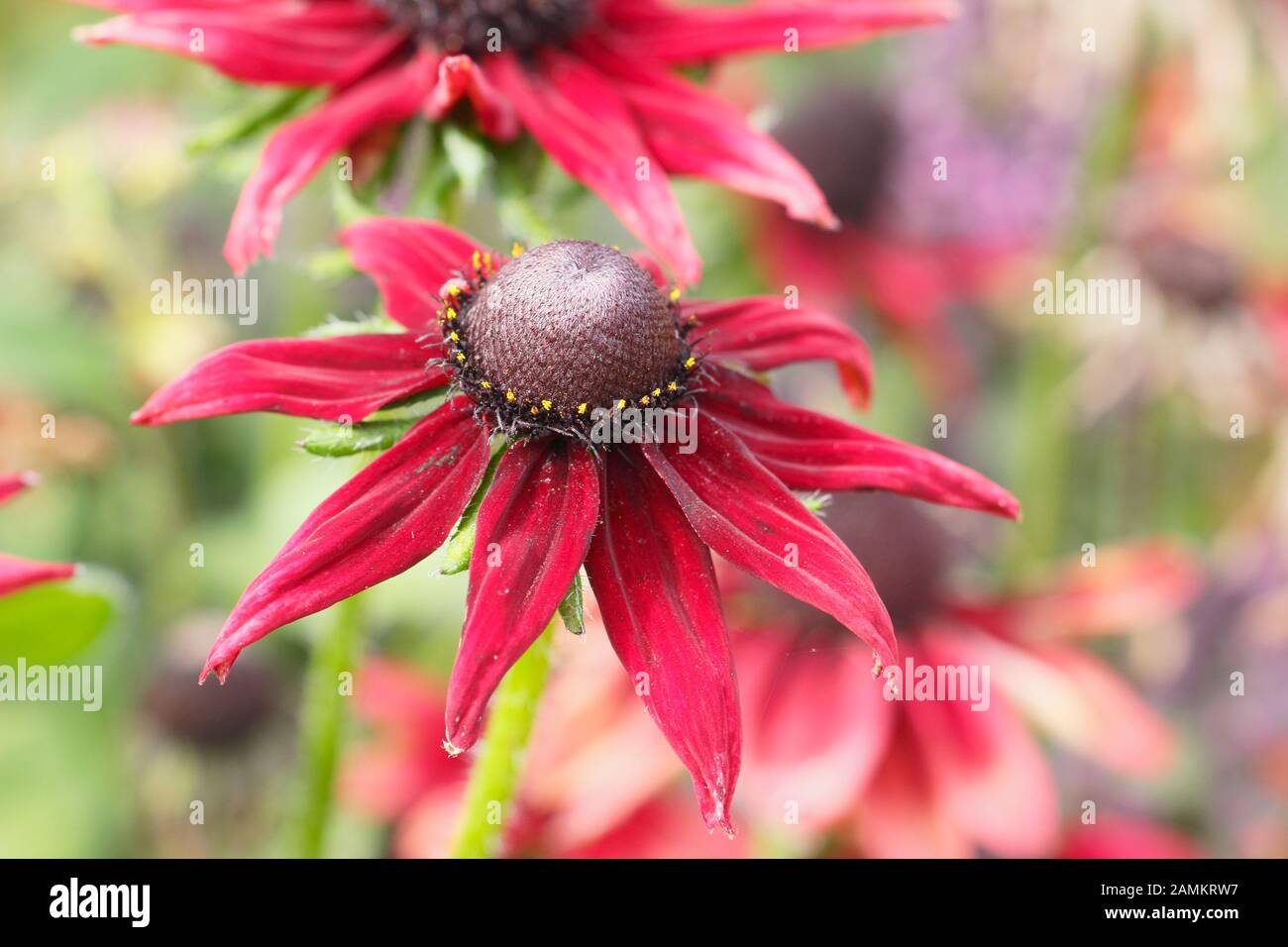 Rdubeckia hirta 'Cherry Brandy', un profondo coneflower cremisi, in un giardino di fine estate. REGNO UNITO Foto Stock