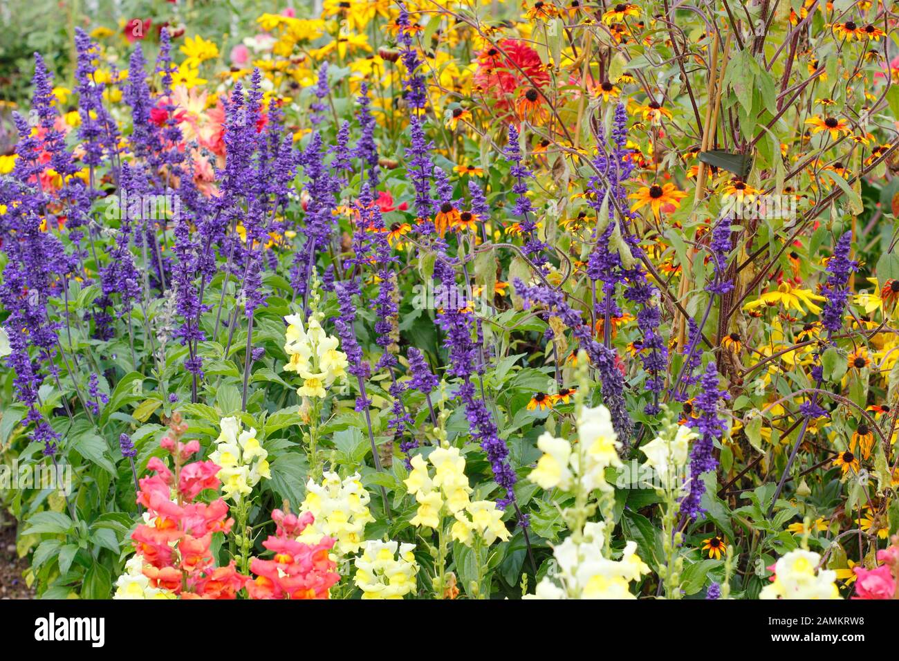 Didascalia 150/150 bordo dei fiori della tarda estate con Rudbeckia 'Priairie Glow', serie Antirrhinum 'Coronette', Agastache Blackadder e dahlias. REGNO UNITO Foto Stock