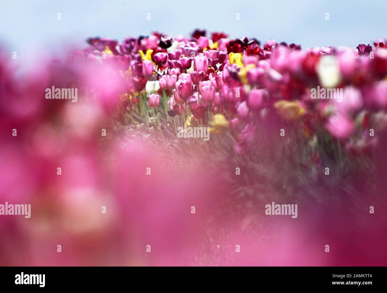 Campo di tulipano con tulipani per auto-taglio nel villaggio di Puchheim. [traduzione automatizzata] Foto Stock