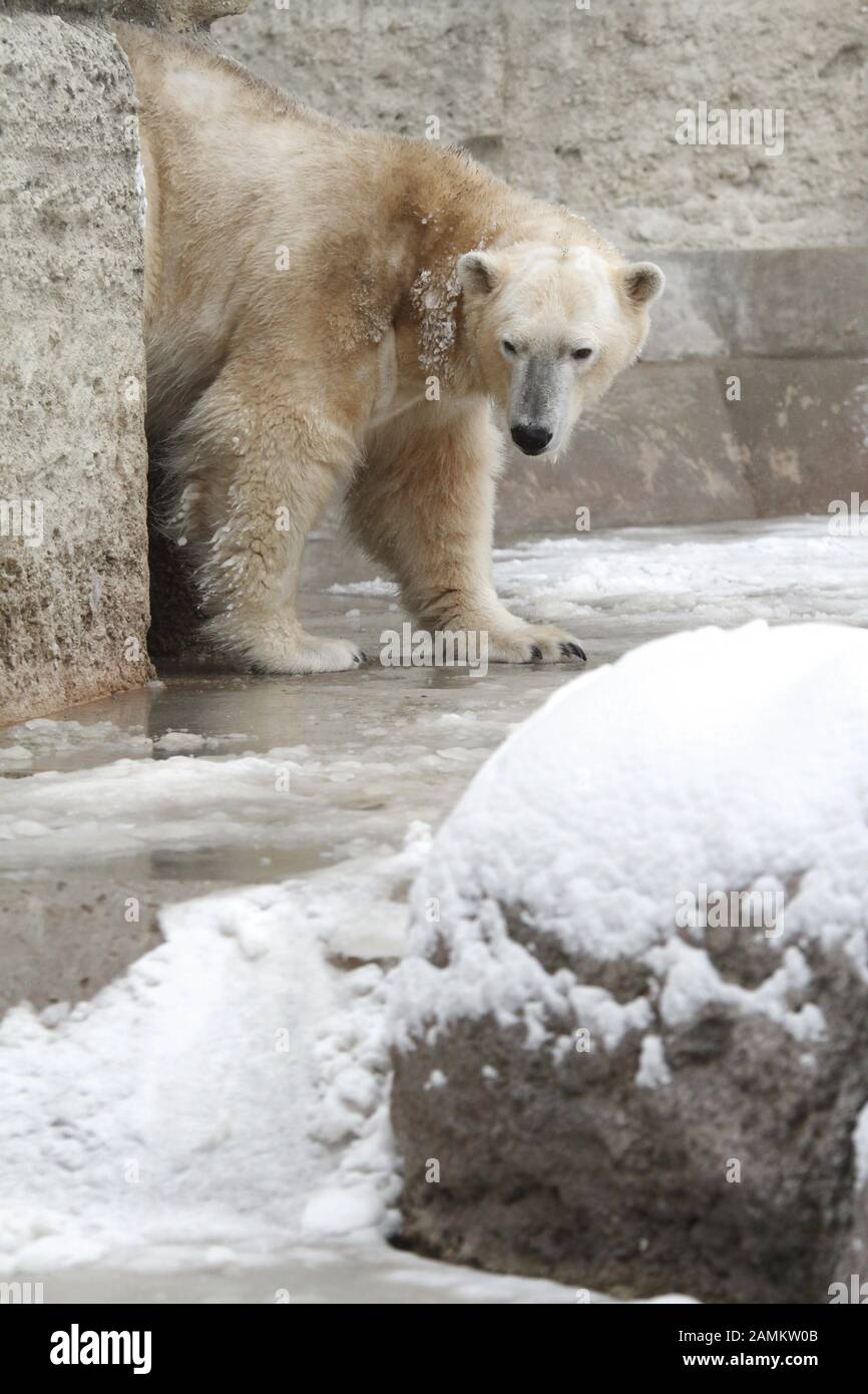 Polar bear hellabrunn zoo immagini e fotografie stock ad alta risoluzione -  Alamy