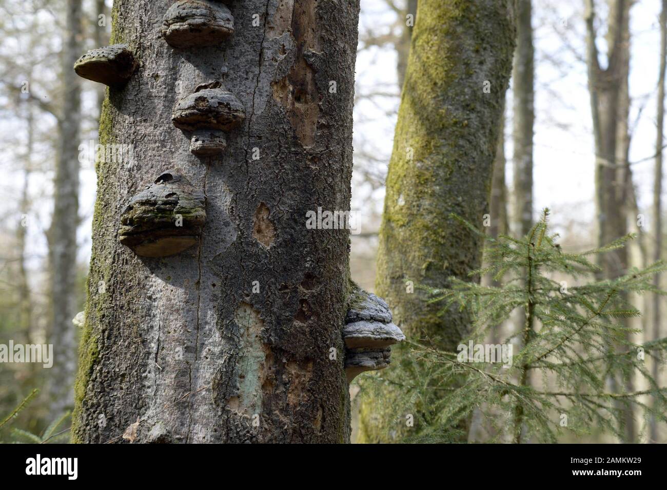 Spugna per alberi nella foresta al Sauschütt in Grünwald [traduzione automatica] Foto Stock