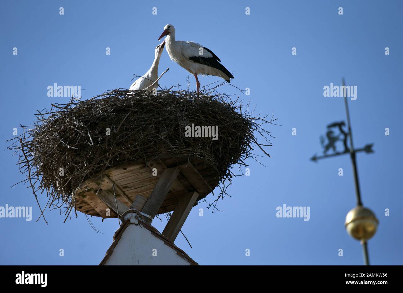 Un paio di cicogne nel loro nido su una casa privata nella città vecchia di Gundelfingen. [traduzione automatizzata] Foto Stock