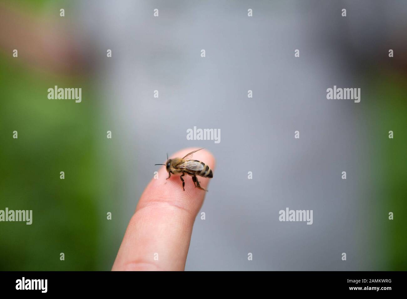 Visita l'apicoltore Aly Hassanein e le sue api. Un'ape si siede su un dito. [traduzione automatizzata] Foto Stock