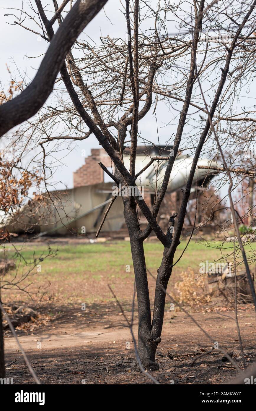 Il Gospers Mountain Mega-Fire ha bruciato attraverso oltre 500.000 ettari di cespuglio, fattorie e case di persone. Nel sobborgo di Bilpin il fuoco saltò la Bells Line of Road a fine dicembre e bruciò case, frutteti di mele e negozi che rendono la zona famosa. A partire dal 14 gennaio 2020 l'incendio è ancora in fiamme, ma è classificato come "Contenuto" e tutte le strade colpite sono ora aperte al traffico. Foto Di Credito Stephen Dwyer Alamy News Foto Stock